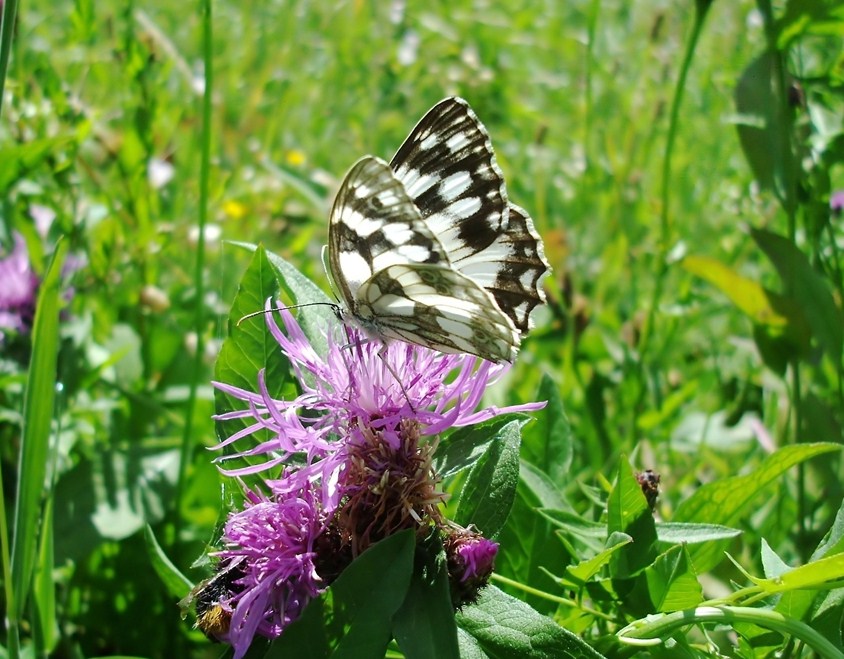 Farfalle di Valtellina, Valchiavenna, V.Poschiavo, Bregaglia